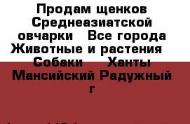 Продам щенков Среднеазиатской овчарки - Все города Животные и растения » Собаки   . Ханты-Мансийский,Радужный г.